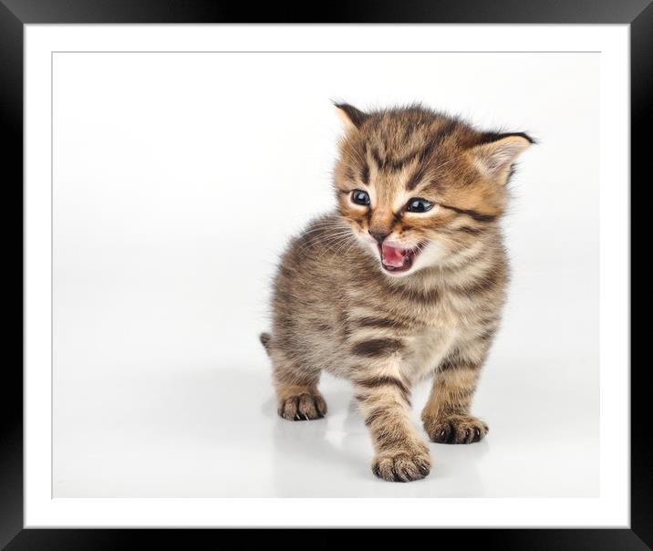angry mewoing beautiful cute 20 days old kitten si Framed Mounted Print by TUAN PHAM