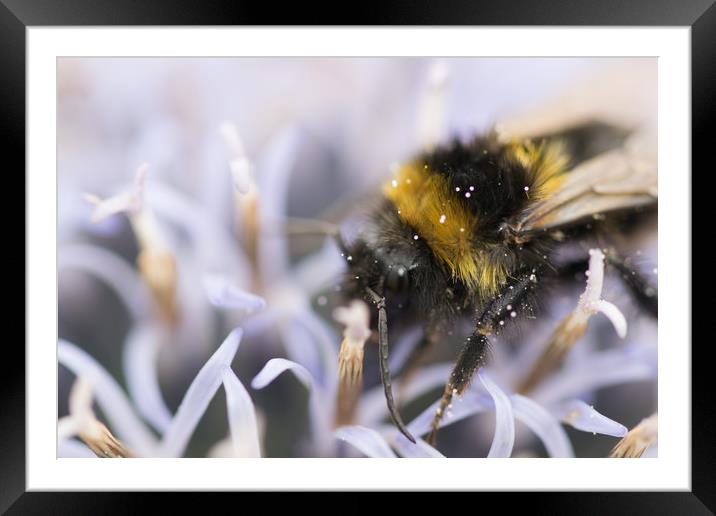 echinops all a bee needs Framed Mounted Print by james dorrington