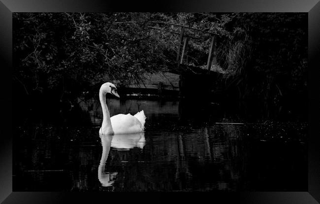 swan on the river Framed Print by james dorrington