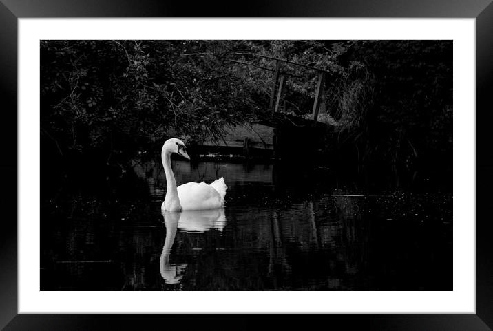 swan on the river Framed Mounted Print by james dorrington