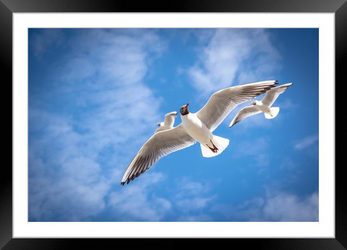 black headed gull Framed Mounted Print by james dorrington