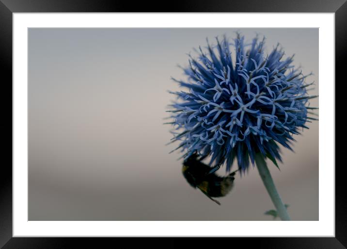 bee friendly Echinops Framed Mounted Print by james dorrington