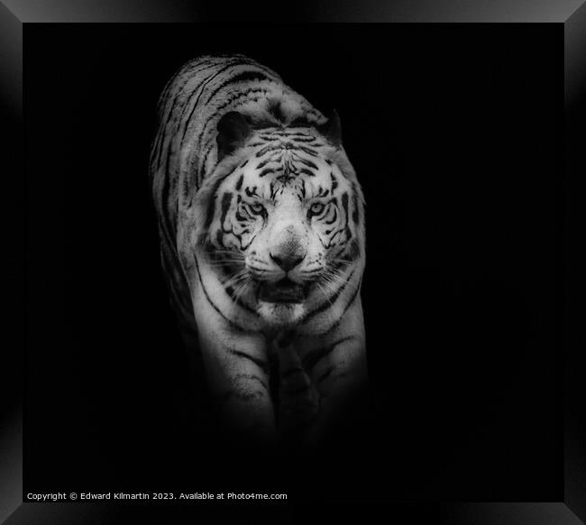 Tiger Framed Print by Edward Kilmartin