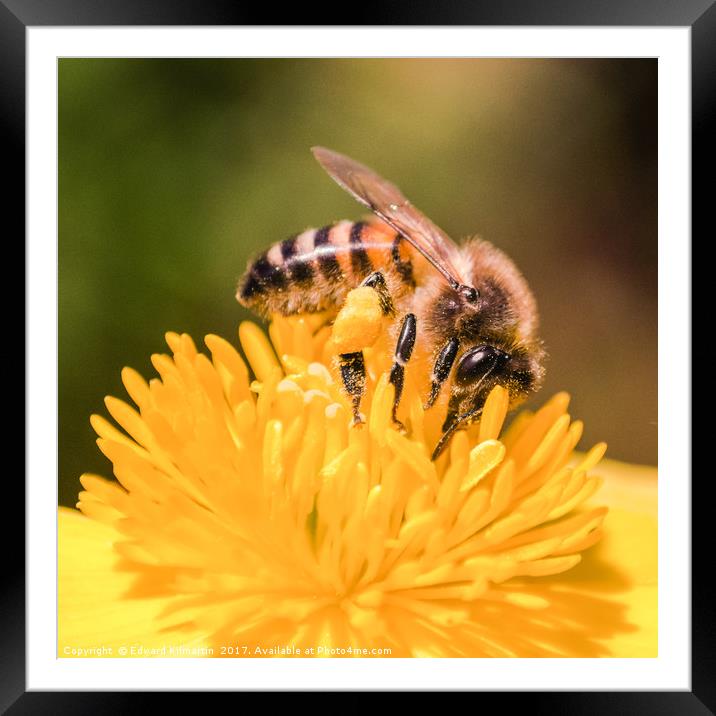 Honey Bee Framed Mounted Print by Edward Kilmartin