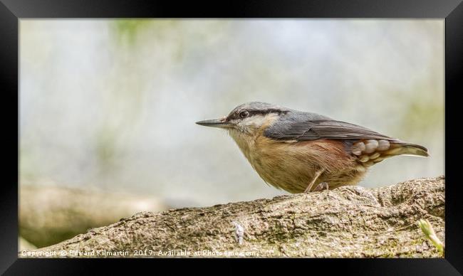 Nuthatch Framed Print by Edward Kilmartin