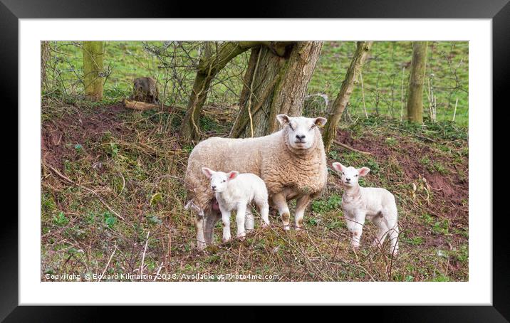 Ewe And Lambs Framed Mounted Print by Edward Kilmartin