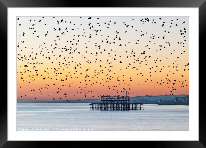 Starling Murmuration over Brighton Framed Mounted Print by Sarah Smith