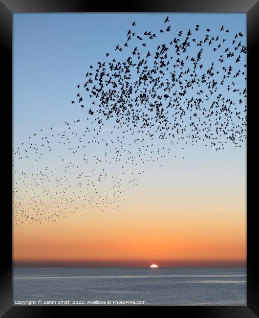 Starling Murmuration Sunset Framed Print by Sarah Smith