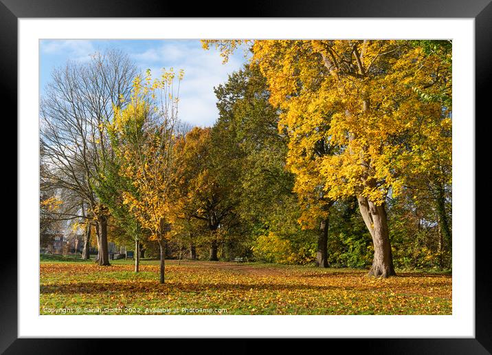 Manor Park Trees in Autumn Framed Mounted Print by Sarah Smith