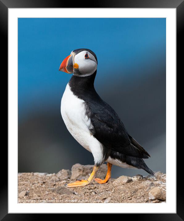 Atlantic Puffin against blue sea Framed Mounted Print by Sarah Smith