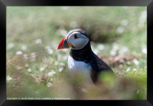 Atlantic Puffin sitting in grass Framed Print by Sarah Smith