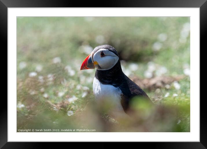 Atlantic Puffin sitting in grass Framed Mounted Print by Sarah Smith