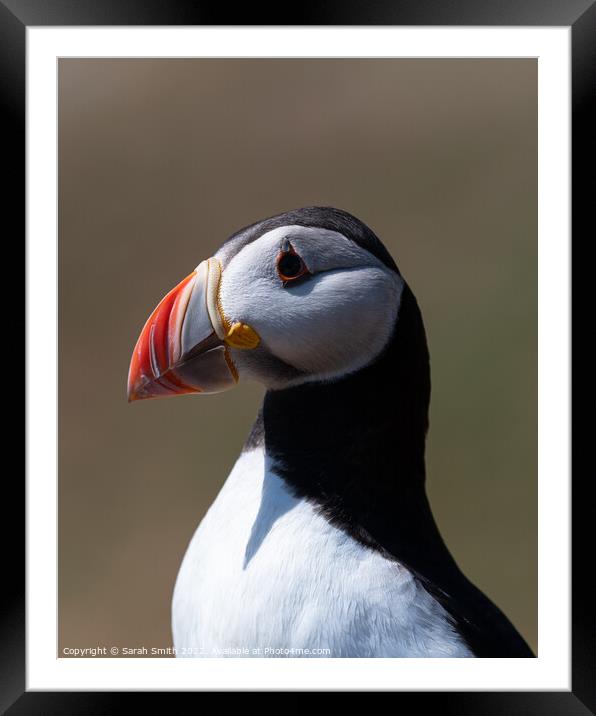 Profile of an Atlantic Puffin Framed Mounted Print by Sarah Smith