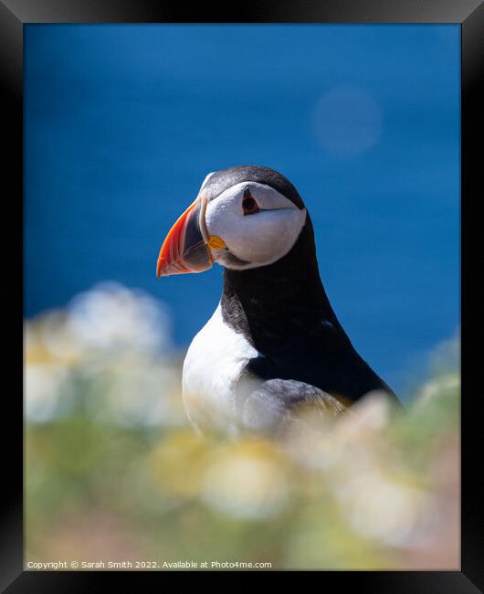 Atlantic Puffin on Skomer Island with a striking blue background Framed Print by Sarah Smith