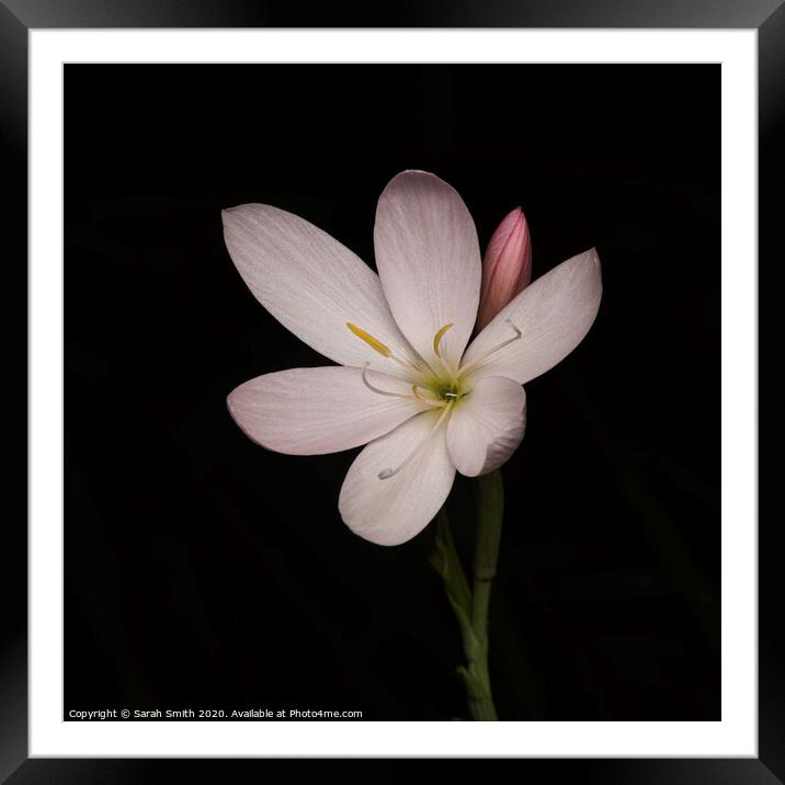 Pink Hesperantha Framed Mounted Print by Sarah Smith
