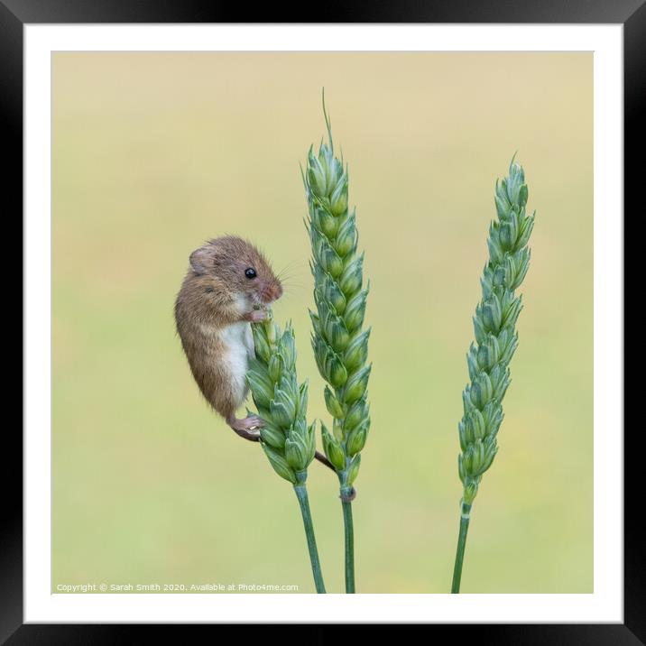 Harvest Mouse on Wheat Framed Mounted Print by Sarah Smith