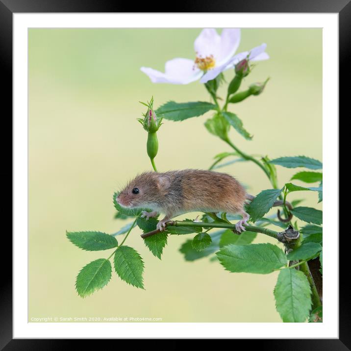 Harvest mouse on a dog rose plant Framed Mounted Print by Sarah Smith