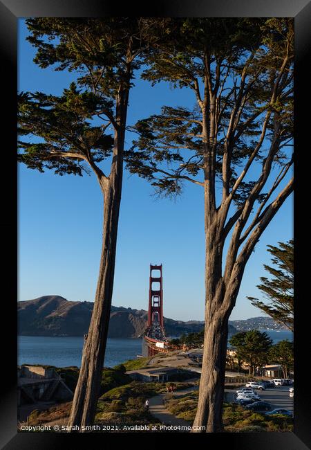 The Golden Gate Bridge Captured Through Cypress Trees Framed Print by Sarah Smith