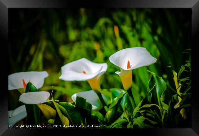 White flower Framed Print by Irek Majewicz