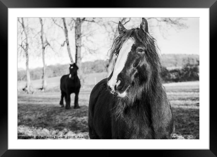 Curious horses Framed Mounted Print by KB Photo