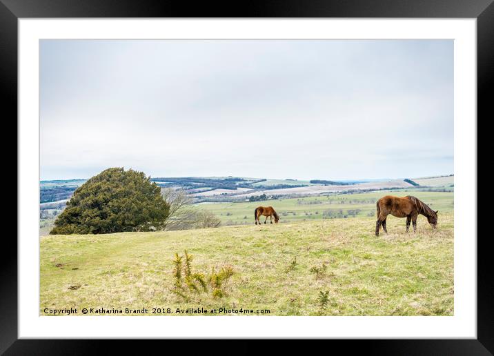 Horses grazing at Cissbury Ring, South Downs, West Framed Mounted Print by KB Photo
