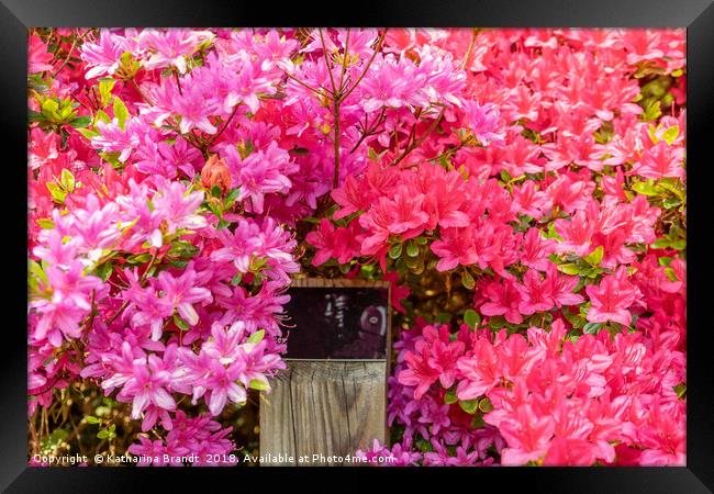 Pink Azaleas bursting with colour Framed Print by KB Photo