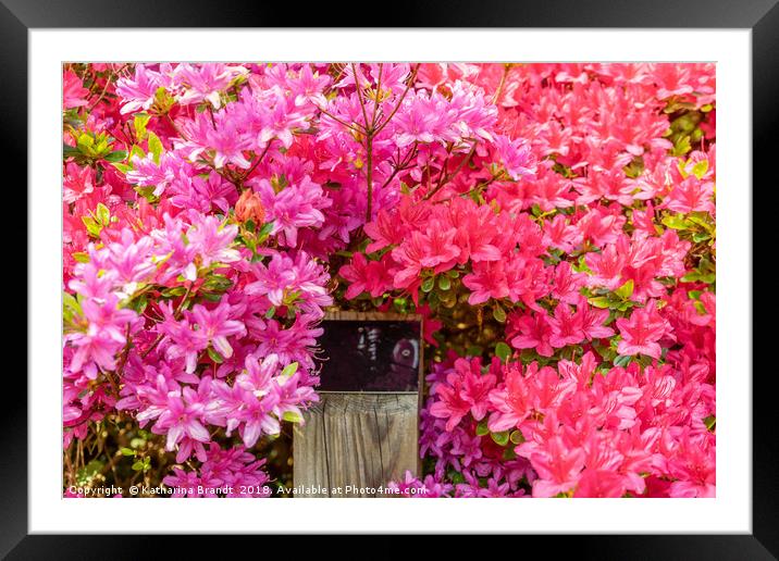 Pink Azaleas bursting with colour Framed Mounted Print by KB Photo