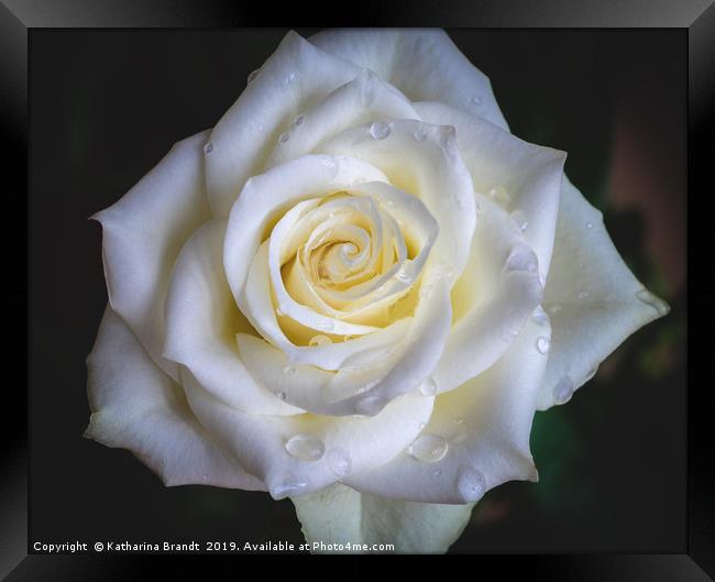 White Rose after rain Framed Print by KB Photo