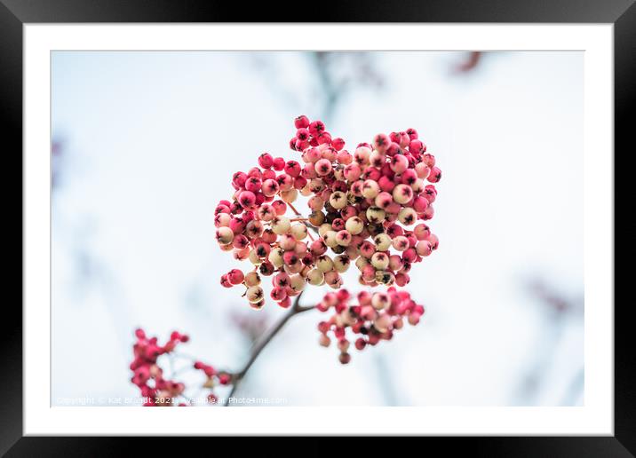 Pink winter berries Framed Mounted Print by KB Photo