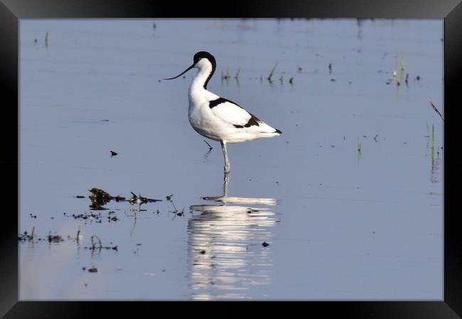 The Very Beautiful Avocet Framed Print by Paul Raynard