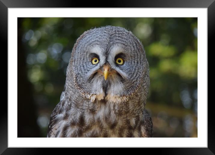 Great Grey Owl Portrait  Framed Mounted Print by Paul Raynard