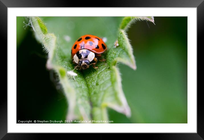 Ladybirds Lunch Framed Mounted Print by Stephen Dryburgh