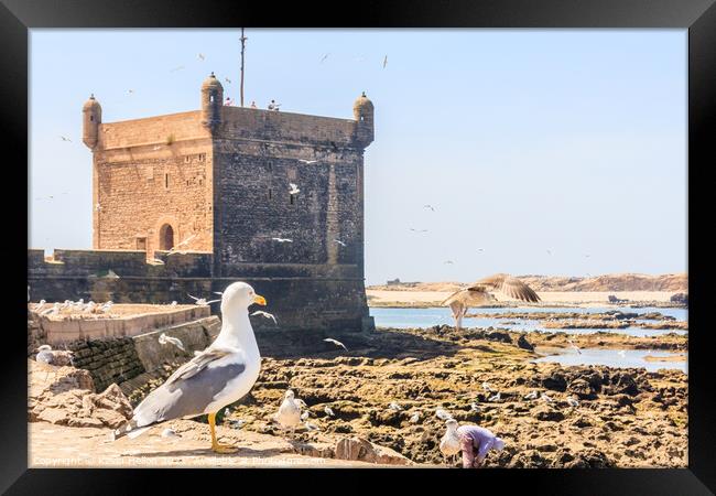 Pigeon sat on a sea wall Framed Print by Kevin Hellon