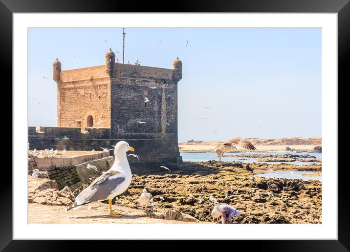 Pigeon sat on a sea wall Framed Mounted Print by Kevin Hellon