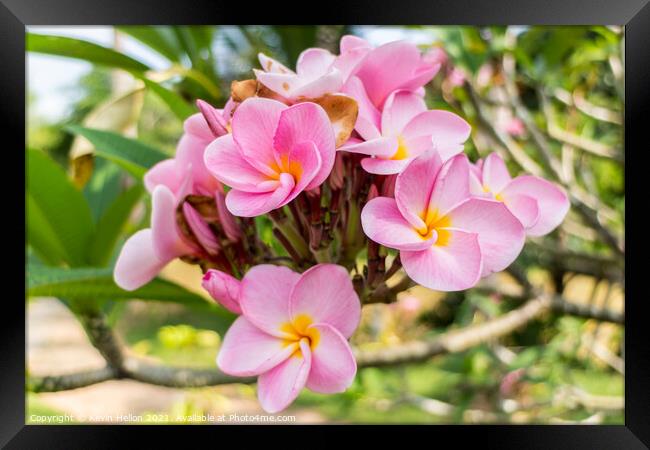  Beautiful pink plumeria flower Framed Print by Kevin Hellon