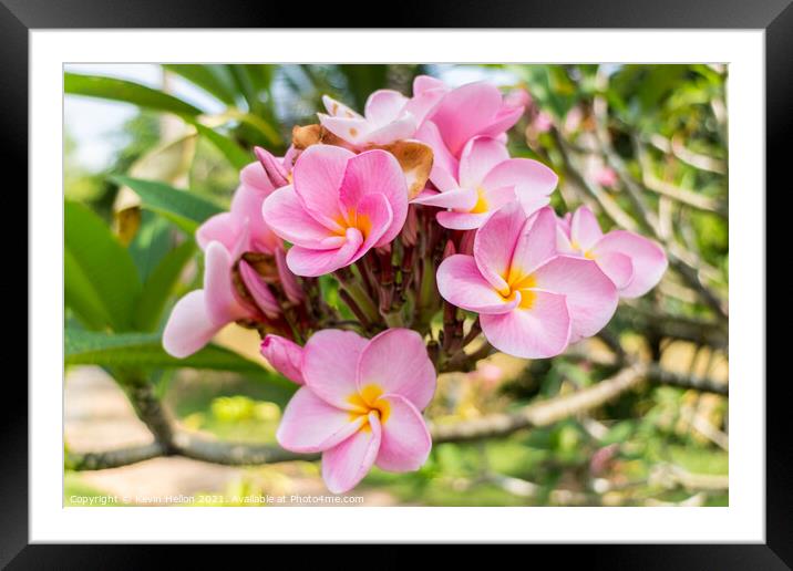  Beautiful pink plumeria flower Framed Mounted Print by Kevin Hellon