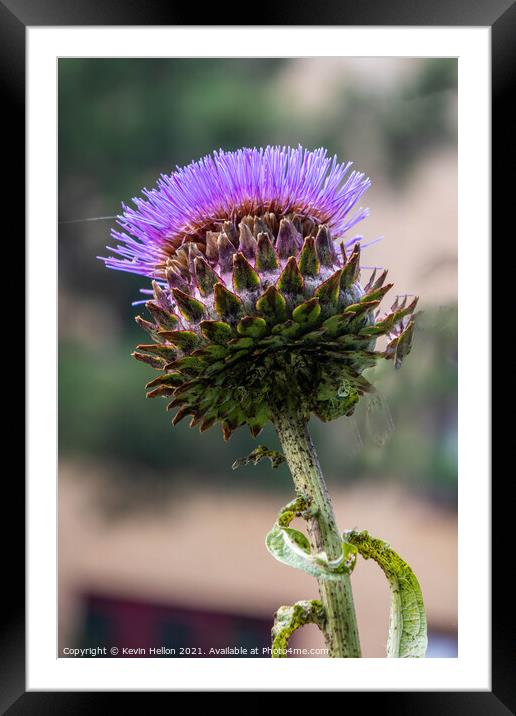 Wild purple thistle flower Framed Mounted Print by Kevin Hellon