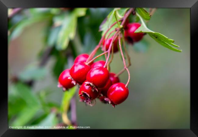 Ripe rosehips hanging from a tree Framed Print by Kevin Hellon