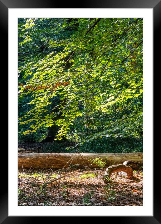 Burnham Beeches in Summer Framed Mounted Print by Kevin Hellon