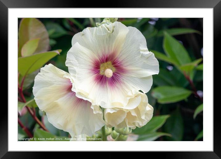 Hollyhock flowers Framed Mounted Print by Kevin Hellon
