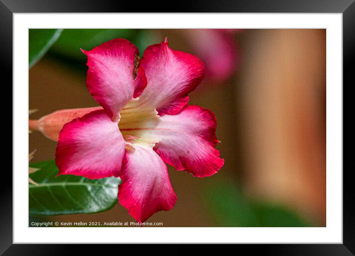 Pink Adenium Obesum flower  Framed Mounted Print by Kevin Hellon