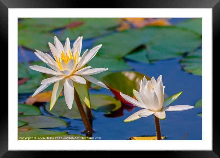 Water lilies and lily pads Framed Mounted Print by Kevin Hellon
