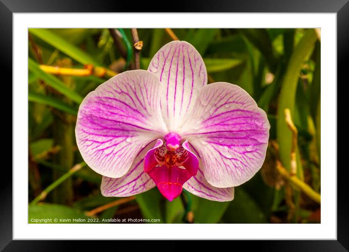 Beautiful purple and white ochid flower Framed Mounted Print by Kevin Hellon