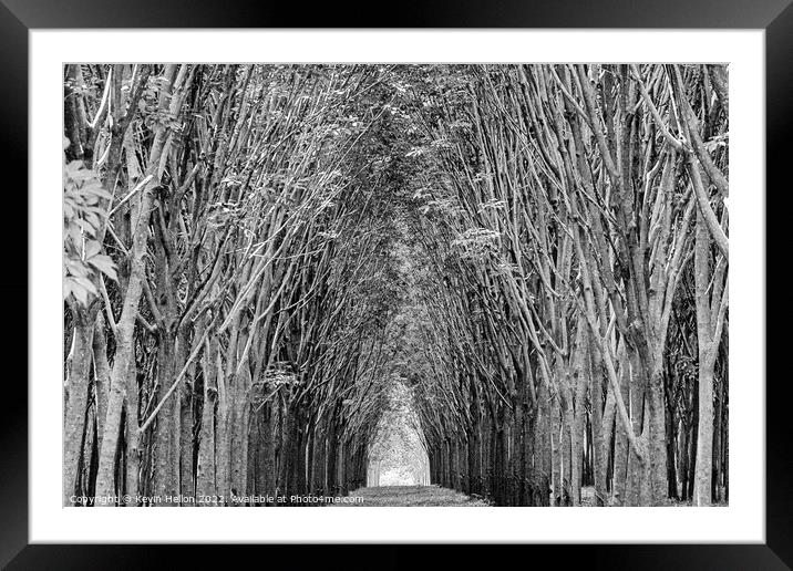 Cathedral of rubber trees Framed Mounted Print by Kevin Hellon