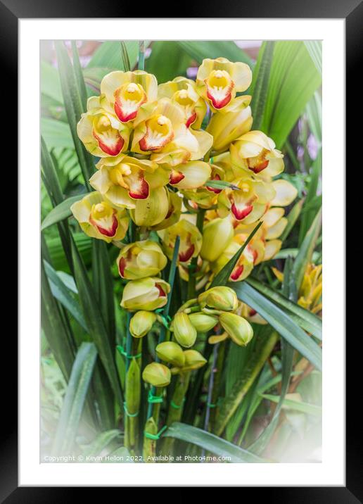 Yellow orchids Framed Mounted Print by Kevin Hellon