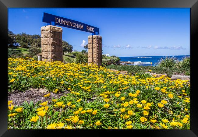 Yellow daisy flowers, Dunningham Park, Coogee Beach, Framed Print by Kevin Hellon