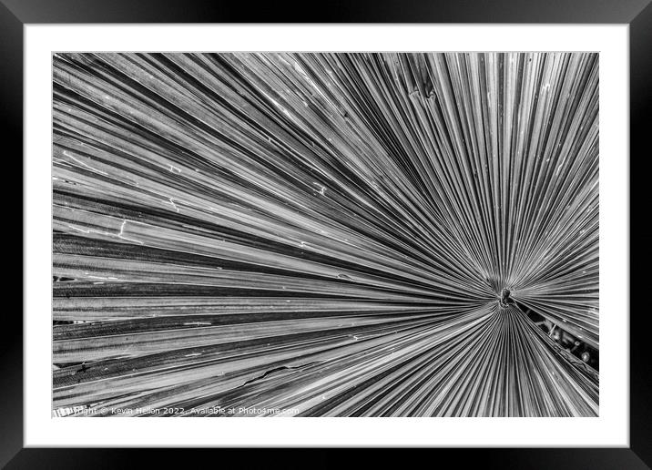 Leaf in black and white Framed Mounted Print by Kevin Hellon