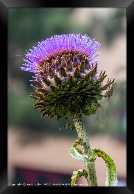 Wild purple thistle flower Framed Print by Kevin Hellon