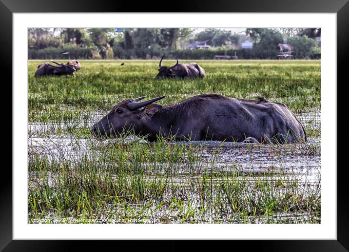 Water buffalo amongst the reeds and shallows of Thale Noi lake,  Framed Mounted Print by Kevin Hellon