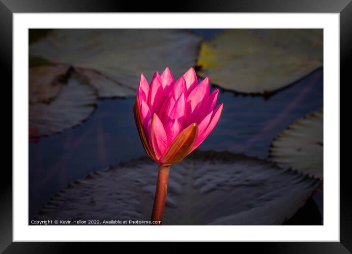 Lotus flower  Framed Mounted Print by Kevin Hellon